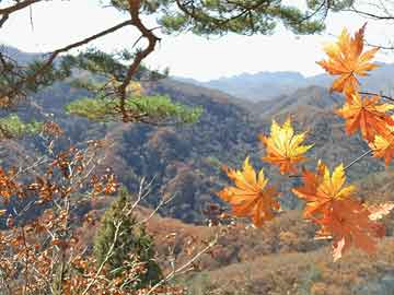 绒山羊苗最新价格行情及市场分析今日动态