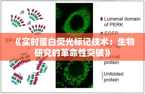 《实时蛋白荧光标记技术：生物研究的革命性突破》