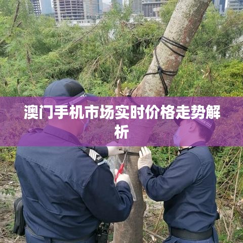 澳门手机市场实时价格走势解析