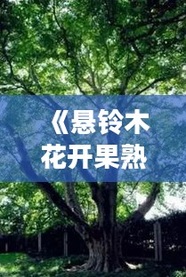 《悬铃木花开果熟：探究其漫长的生命周期》