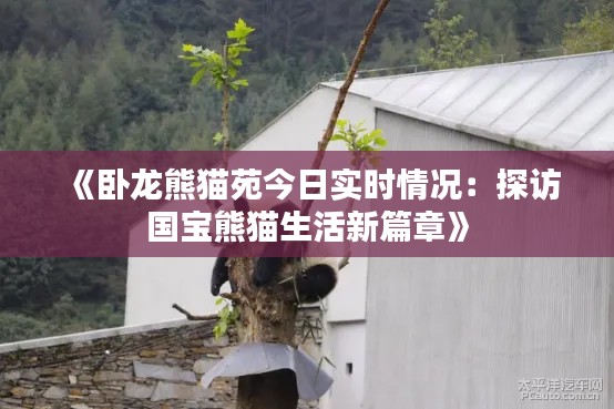 《卧龙熊猫苑今日实时情况：探访国宝熊猫生活新篇章》