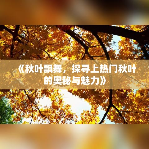 《秋叶飘舞，探寻上热门秋叶的奥秘与魅力》
