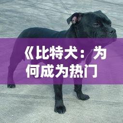 《比特犬：为何成为热门宠物？揭秘其魅力所在》