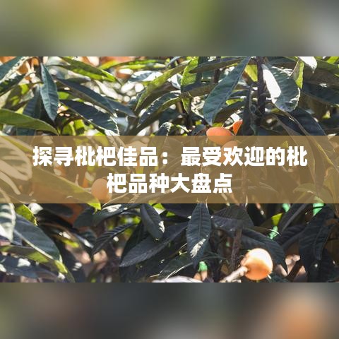 探寻枇杷佳品：最受欢迎的枇杷品种大盘点