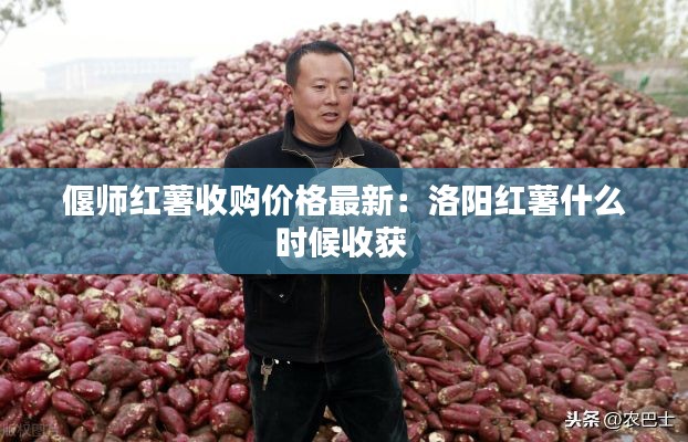 偃师红薯收购价格最新：洛阳红薯什么时候收获 