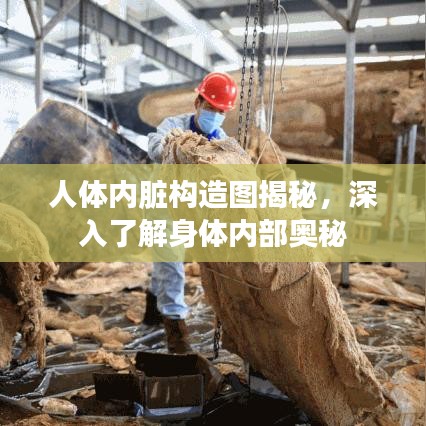 人体内脏构造图揭秘，深入了解身体内部奥秘