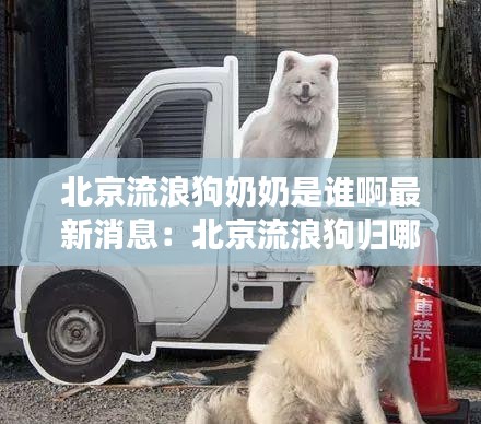 北京流浪狗奶奶是谁啊最新消息：北京流浪狗归哪个部门管 