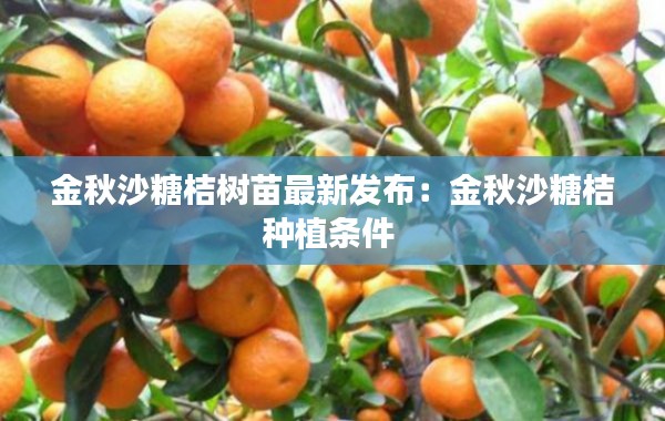 金秋沙糖桔树苗最新发布：金秋沙糖桔种植条件 