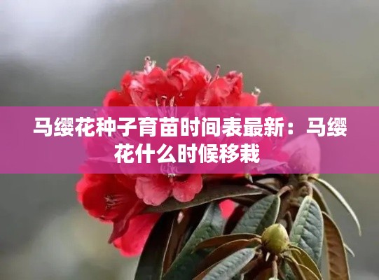 马缨花种子育苗时间表最新：马缨花什么时候移栽 