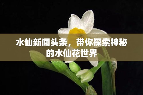 水仙新闻头条，带你探索神秘的水仙花世界