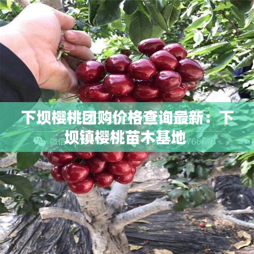 下坝樱桃团购价格查询最新：下坝镇樱桃苗木基地 