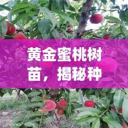 黄金蜜桃树苗，揭秘种植秘诀与潜力优势