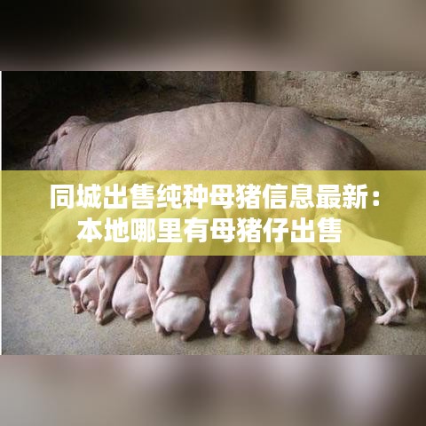 同城出售纯种母猪信息最新：本地哪里有母猪仔出售 