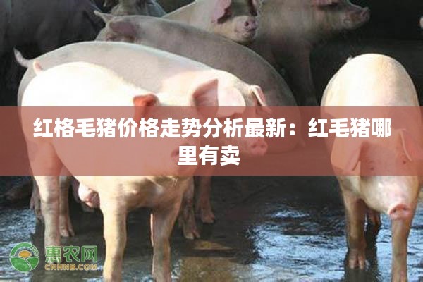 红格毛猪价格走势分析最新：红毛猪哪里有卖 