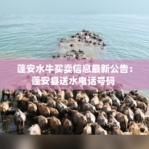 蓬安水牛买卖信息最新公告：蓬安县送水电话号码 