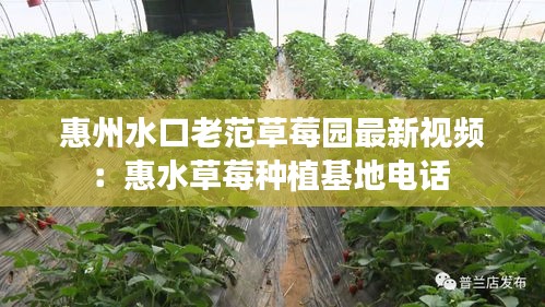 惠州水口老范草莓园最新视频：惠水草莓种植基地电话 