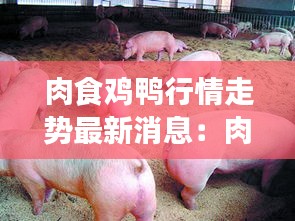 肉食鸡鸭行情走势最新消息：肉食鸡的价格现在如何 