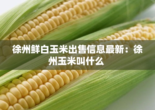 徐州鲜白玉米出售信息最新：徐州玉米叫什么 