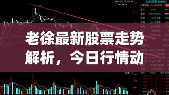 老徐最新股票走势解析，今日行情动态及深度分析