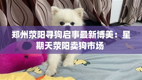 郑州荥阳寻狗启事最新博美：星期天荥阳卖狗市场 