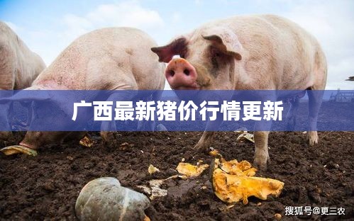 广西最新猪价行情更新