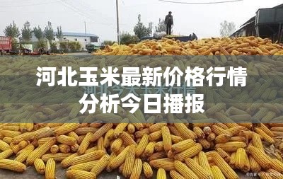 河北玉米最新价格行情分析今日播报