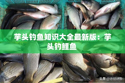 芋头钓鱼知识大全最新版：芋头钓鲤鱼 