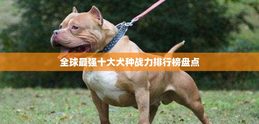 全球最强十大犬种战力排行榜盘点