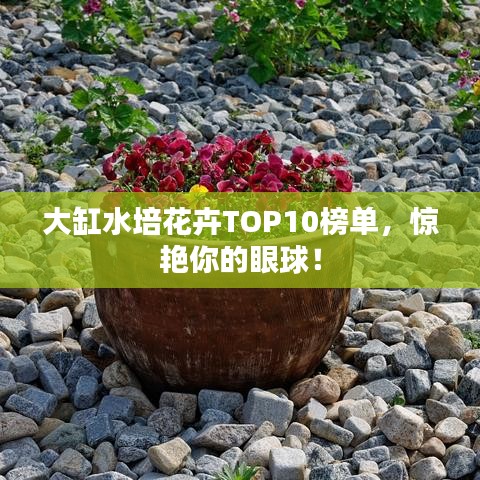 大缸水培花卉TOP10榜单，惊艳你的眼球！