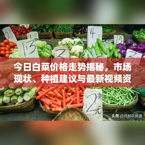 今日白菜价格走势揭秘，市场现状、种植建议与最新视频资讯