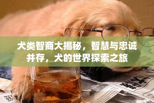 犬类智商大揭秘，智慧与忠诚并存，犬的世界探索之旅