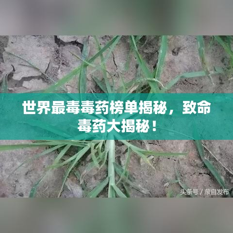 世界最毒毒药榜单揭秘，致命毒药大揭秘！