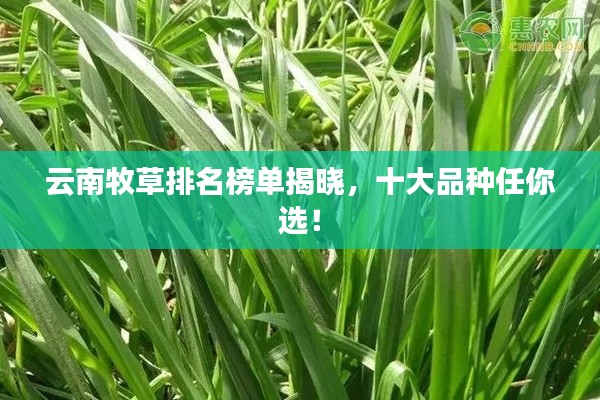 云南牧草排名榜单揭晓，十大品种任你选！
