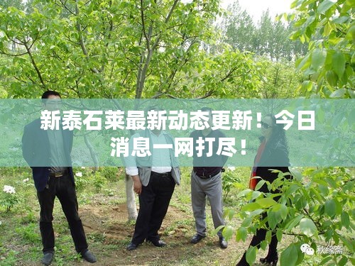 新泰石莱最新动态更新！今日消息一网打尽！