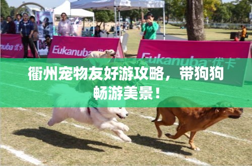 衢州宠物友好游攻略，带狗狗畅游美景！
