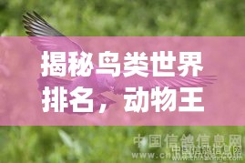 揭秘鸟类世界排名，动物王国中的飞翔传奇！