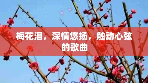 梅花泪，深情悠扬，触动心弦的歌曲