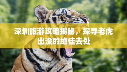 深圳旅游攻略揭秘，探寻老虎出没的绝佳去处