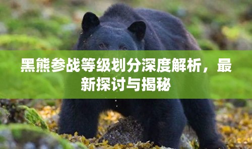 黑熊参战等级划分深度解析，最新探讨与揭秘