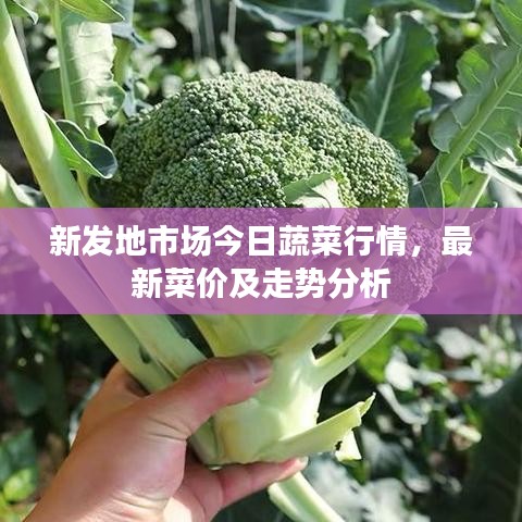 新发地市场今日蔬菜行情，最新菜价及走势分析