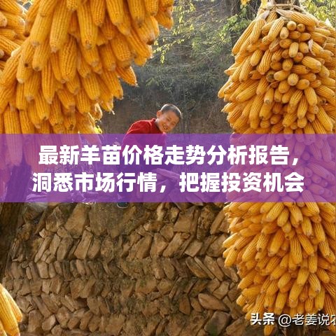 最新羊苗价格走势分析报告，洞悉市场行情，把握投资机会！