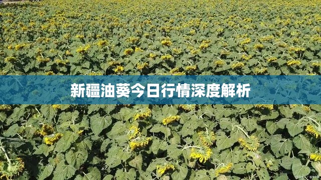 新疆油葵今日行情深度解析