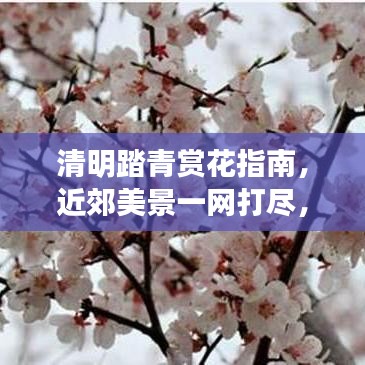 清明踏青赏花指南，近郊美景一网打尽，领略自然韵味之旅