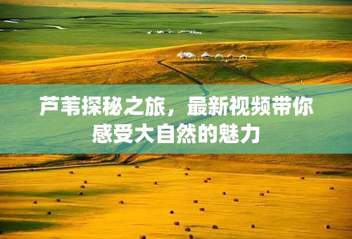 芦苇探秘之旅，最新视频带你感受大自然的魅力