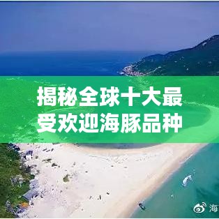 揭秘全球十大最受欢迎海豚品种榜单！