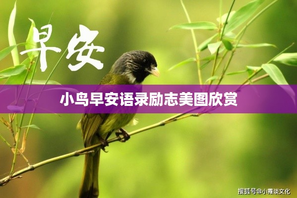 小鸟早安语录励志美图欣赏