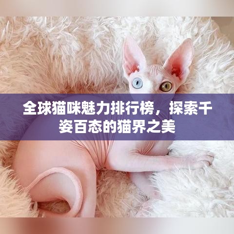全球猫咪魅力排行榜，探索千姿百态的猫界之美