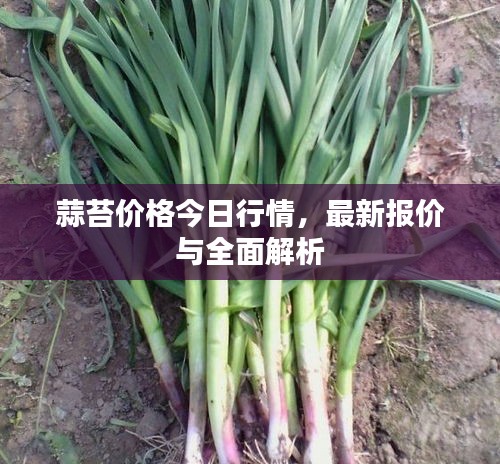 蒜苔价格今日行情，最新报价与全面解析