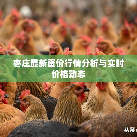 枣庄最新蛋价行情分析与实时价格动态