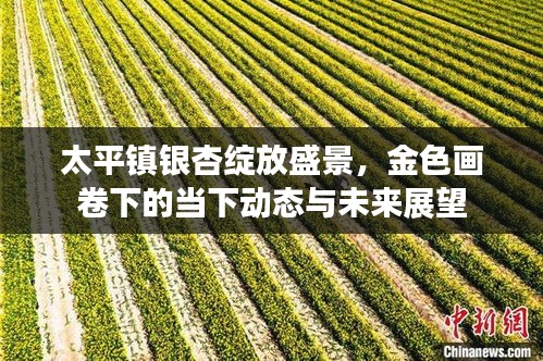 太平镇银杏绽放盛景，金色画卷下的当下动态与未来展望
